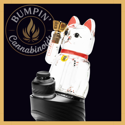 Lucky Money Cat – Peak Top